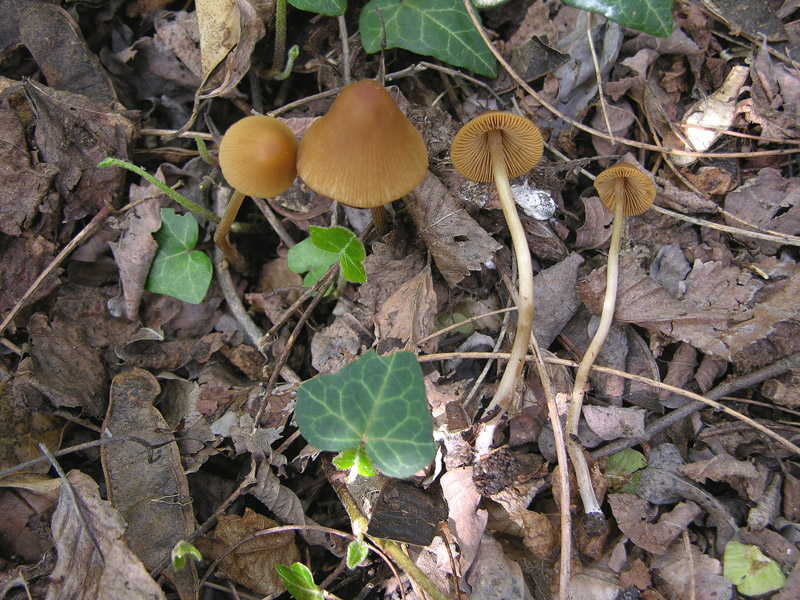 Conocybe da determinare.